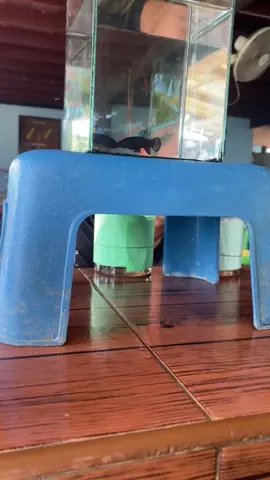 #ปลากัดแปดริ้ว🦈🦈💯 #