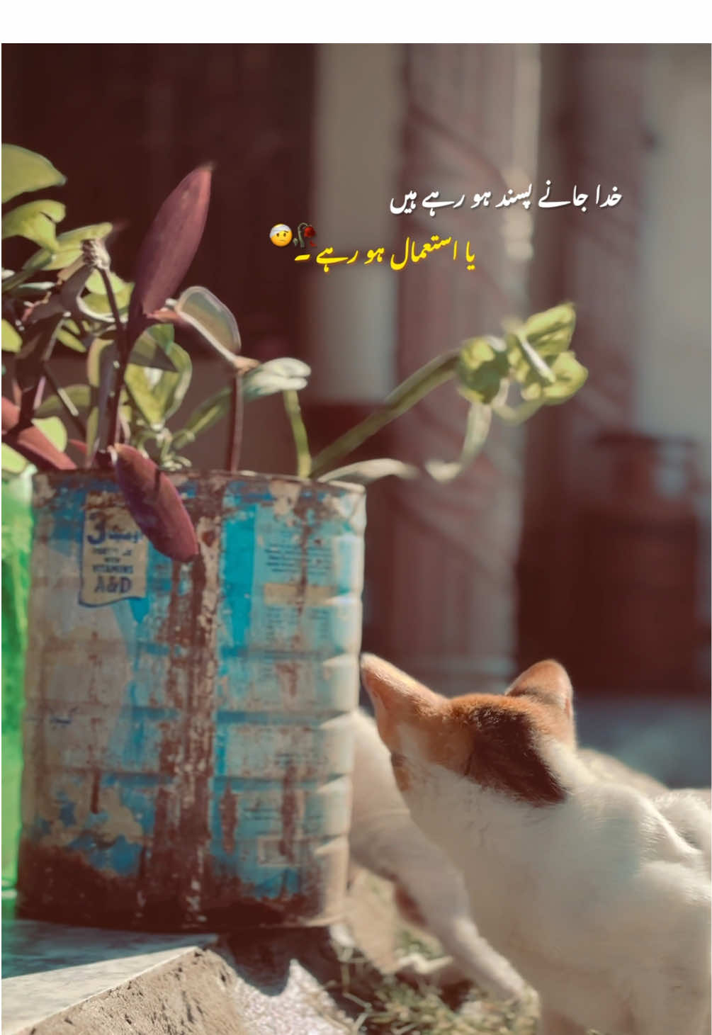 حدا جانے 🥀 #urdulines🥀 #lines💖 #xyli_aesthic✨🦋 #cautionpoetry #amber @Amber official 