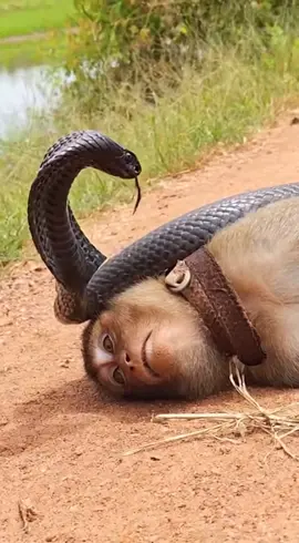 Smartest Monkey Fakes Death to Escape King Cobra! 🐍😱 #viral #fyp #tiktokviral #fypppppppppppppp