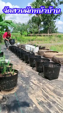 จัดสวนผักหน้าบ้าน#ปลูกผักกินเอง #ปลูกผักสวนครัว #ปลูกผักในเข่ง #เข่งปลูกผัก #เข่งเบอร์6 