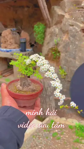 mê miết