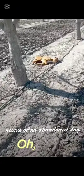 parte 2505 Rescue of an abandoned dog with broken back legs❤️ #dogrescue #puppxsaved #animalshlp #dogsoftiktok #puppyadopt 