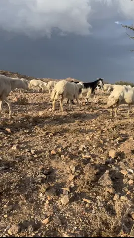 ماشاء الله لا قوة الا بالله 