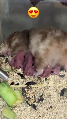 🥰🥰🥰#อาหารหนูแฮมสเตอร์ #แฮมเตอร์นครชัยศรี #แฮมเตอร์นครปฐม #เพทโฮม 