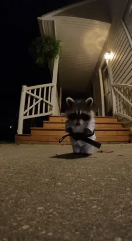He's a black belt, show some respect 🥋 #fyp #funny #raccoon #raccoonsoftiktok #karatekid2 