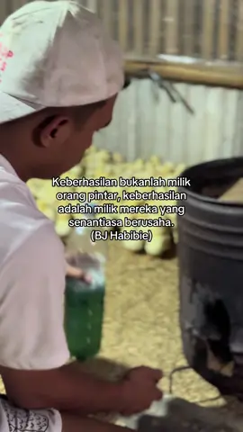 percaya proses😇🤲🏼 #fyp #ayampejantan #anakbuahkandang 