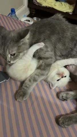 chocolate ahh milk #car #kittensoftiktok #cats #kitten #fyp