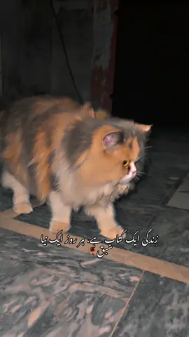 زِندگی ایک کتاب ہے ، ہر روز ایک نیا سبق 🥀#broken #poetrystatus #viralvideo #foryoupage #fyp @❤️‍🔥🖤  umair__295_  🚬❤️‍🩹 