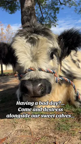 A little cow therapy is good for the soul🥰 #minimittenacres #highlandcowsoftiktok #minicows #therapytiktok #feelgood 