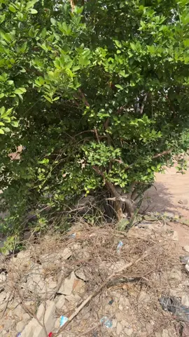 À Koro, j’ai découvert bien plus que ce que les gens disent. Merci infiniment à Papa Tchombaha.#benintiktok🇧🇯 @Lil dou ka sirani #découverte @s.condé #tiktokviral 