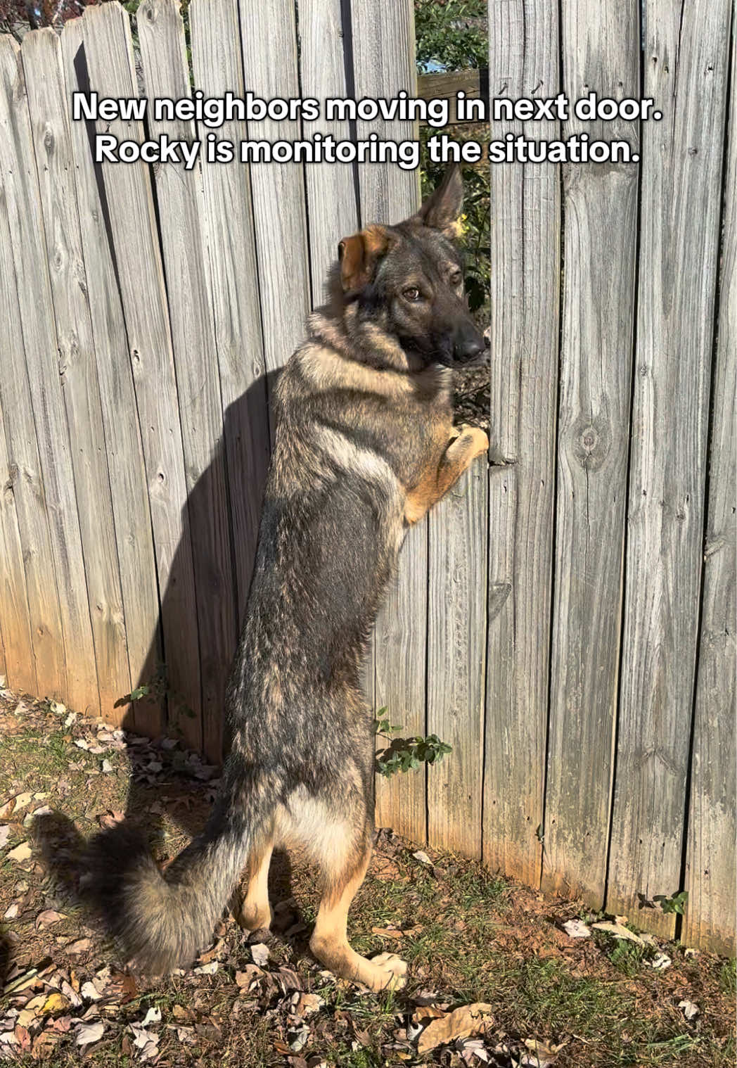 and they have two dogs 🫨 #germanshepherd #gsd #gsdoftiktok #dogsoftiktok 