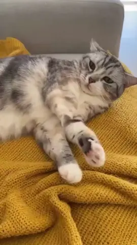 Gangster Cats! 😨🐾  #funnycat #pet #cat #cutecat #funnyvideo #funnypet