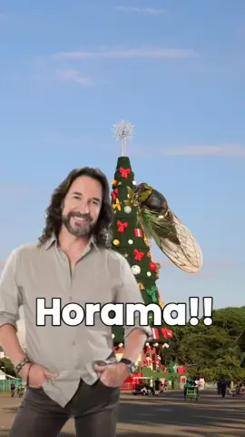 Navidad 🎄  . . #navidadsinti #parati #marcoantoniosolis #meme #lleganavidad 