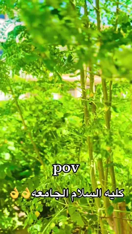 #_كليه_السلام_الجامعه_💁🧑‍🎓