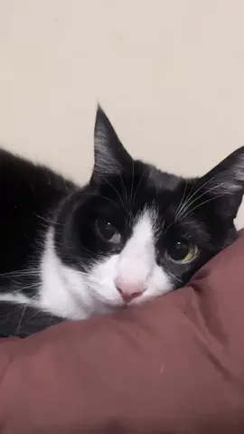 😾kalo kabur nanti babu stress.. #kucinglucu #catlover #kucingtiktok #catsoftiktok 