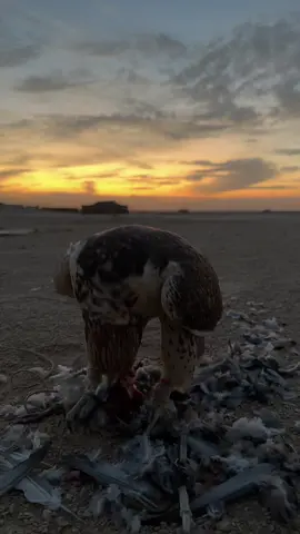 غروب 🌅❤️.#حر #صقور 