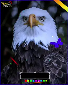 وس دی دوستی نه غواڑم