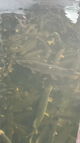 #😮😮😮#дада#врек 