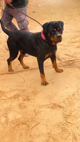 #بسم_الله_ماشاء_الله #روتوايلر #الجنوب_التونسي #قلبي #دوز 