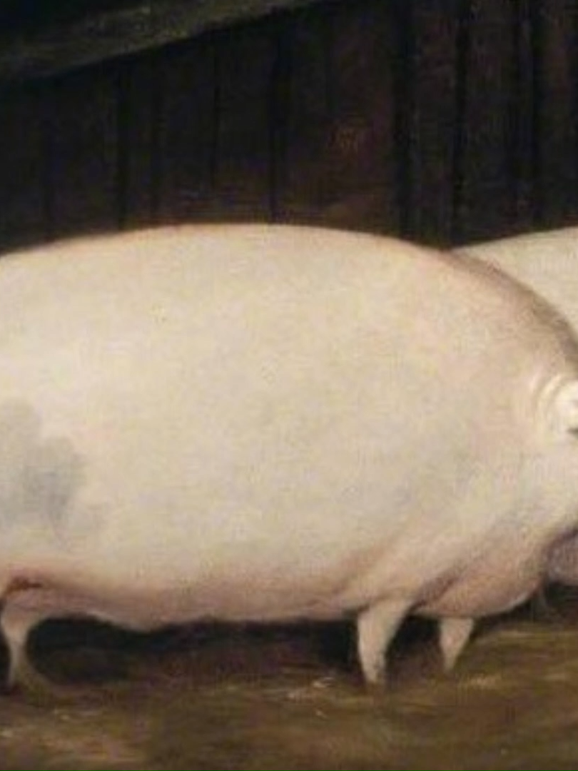 Una discussione di avena 🎧#DubCRT #doppiaggio #perte #meme #fandub