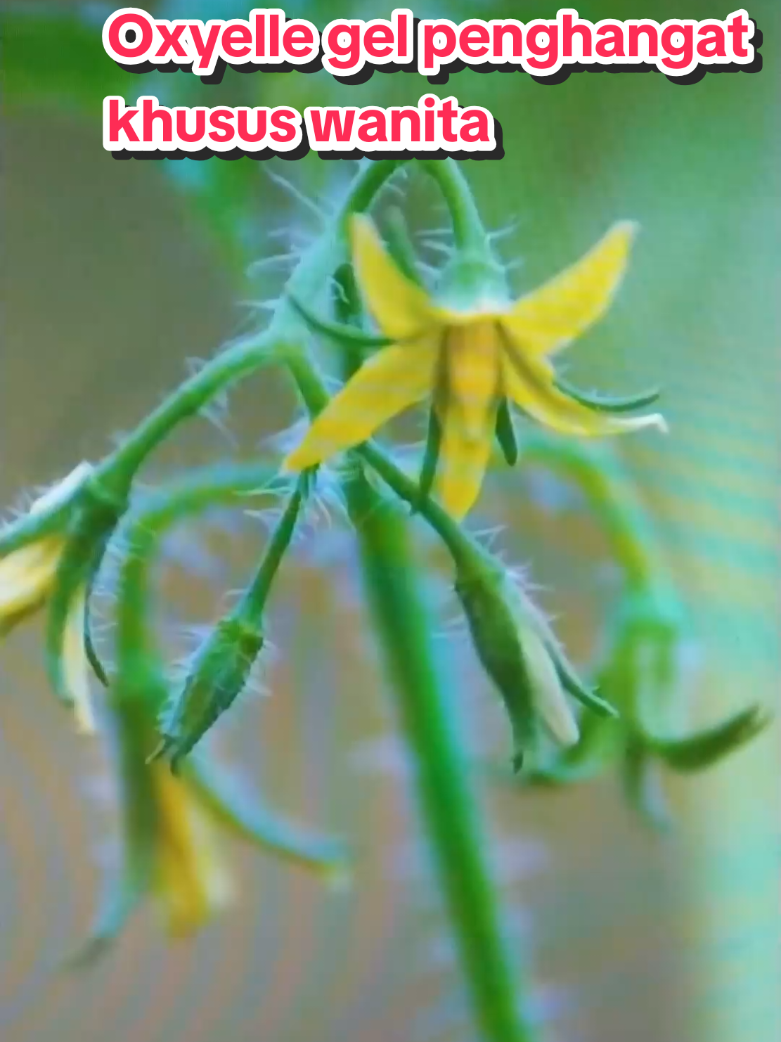 oxyelle gel hangat herbal untuk wanita #oxyelle #oxyellegel #gelpenghangat #khususwanita 