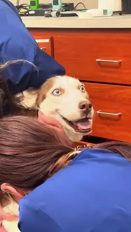 Try not to laugh when you watch 😂😂😂 #funny #dog #animals #funnyvideos #cat 