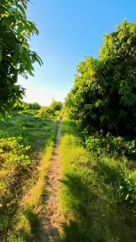 منو القاليكم عقلت وحاتكم جنيت دابي❤️#شمالنا_الحبيب🌴💚 #شوايقة #كبابيش_العز❤️999 #الطمبور_صديقنا_وعزنا_وملجأنا🎶🎼 #صديق_احمد 