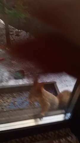 белка Белая полоска#🐿️❤️ 