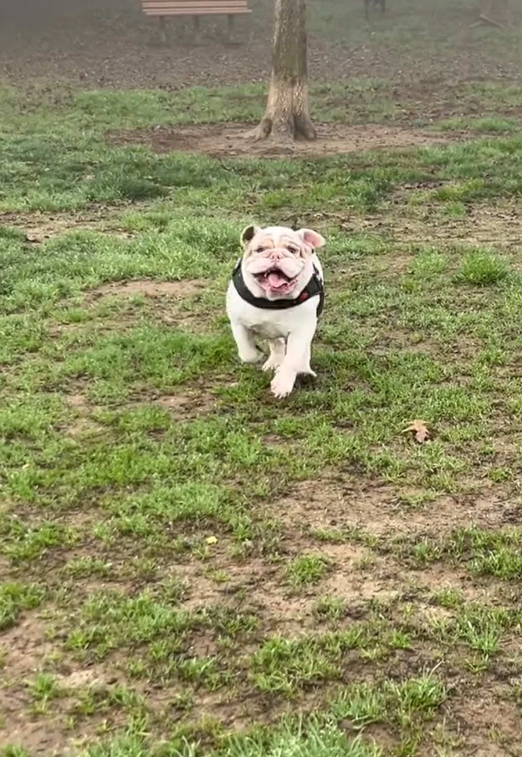Another day at the dog park #bulldogsoftiktok #bulldog #dog #dogsoftiktok #bulldogs 