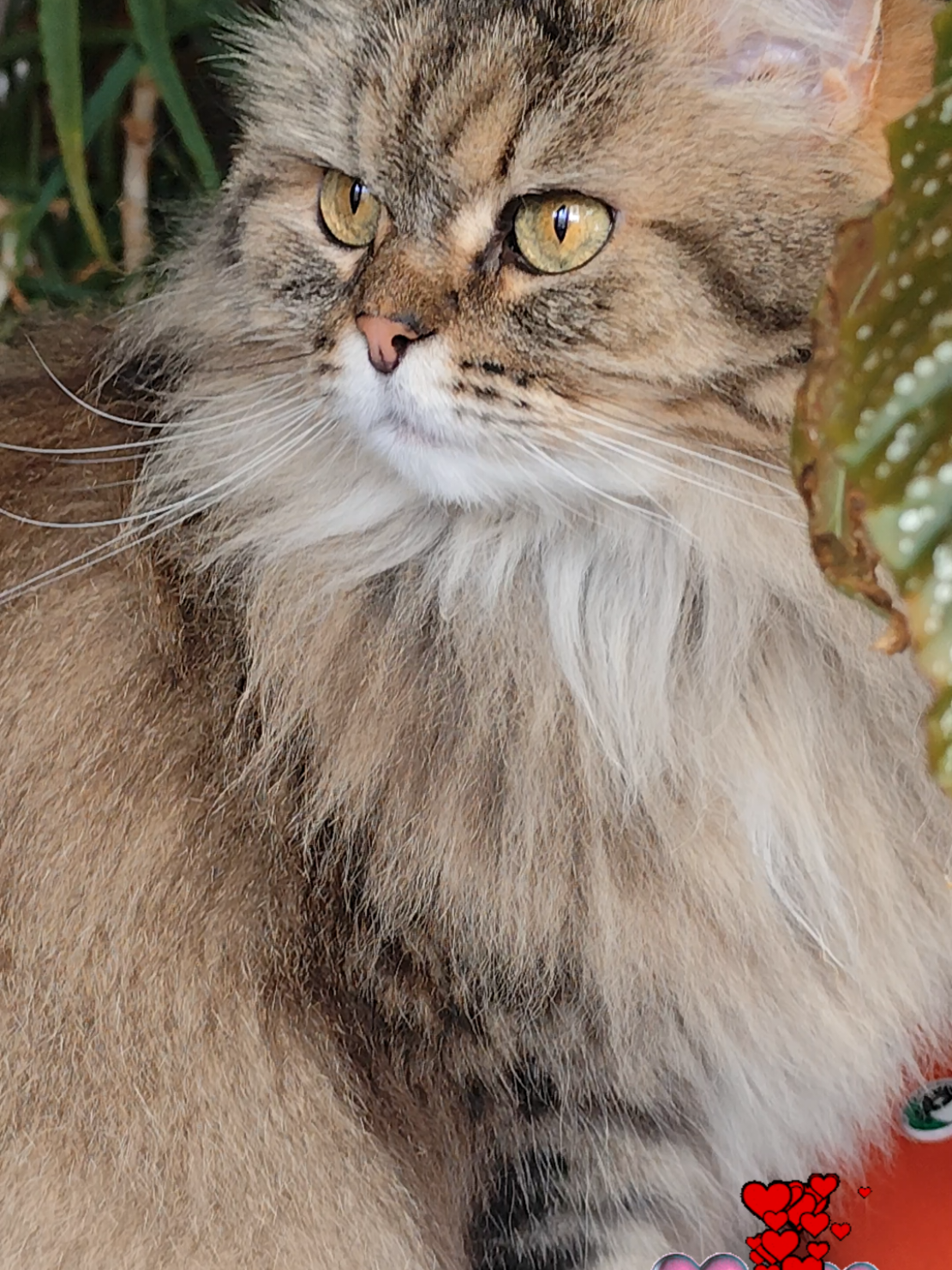 НЕ ОТРЕКАЮТСЯ ЛЮБЯ, НЕ УХОДЯТ ОТ ЛЮБИМЫХ.....💘❤️🫂 #любовь❤  #кошкабусяпесня  #неотрекаютсялюбя 