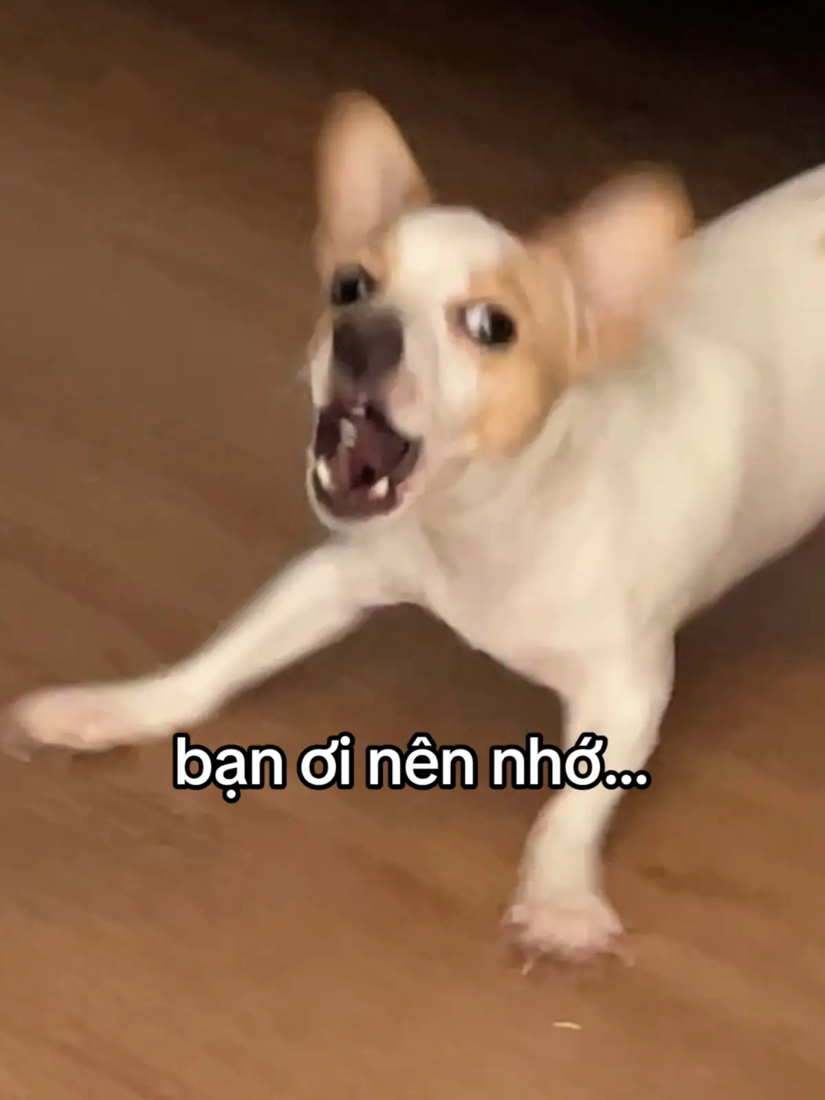 Chốn thế gian, lắm đoạn trường, dâu bể Người dối người, lòng dạ ngổn ngang ghê Nhưng hỡi ai ơi, liệu dối được tâm mình? Gieo hạt mầm, ắt nở đoá duyên tình...đúng không? Trốn chi nhân duyên đất trời Ánh trăng soi mãi đường về chơi vơi Nghiệp đã đan thành mối duyên nợ Trốn sao cho khỏi, phải trả thôi… #divabachtuyet #quotes #xuhuong #fyp #foryou 