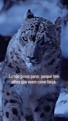 Eu não posso parar…💪🏽👏🏾🙏🏾 #sucesso #motivação #mentalidade #crescimentopessoal #viraliza 