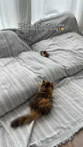 #catmom #TikTokShopBlackFriday #TikTokShopCyberMonday #catlovers #catsoftiktok #cattoys 