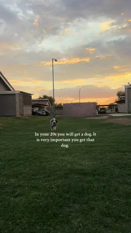 1 year since we picked up our sweet girl from the airport. We love you Blitzy girl 💓 #minibernedoodle #dogmom @Pawsh Bernedoodles #doodlemom 