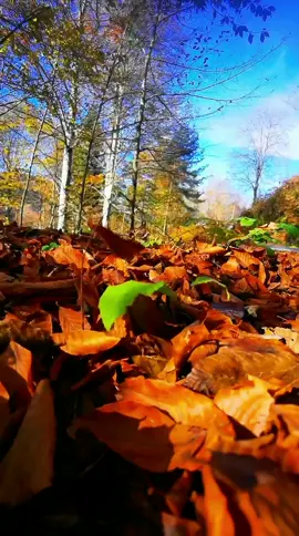 Dünya fena dünyadır...