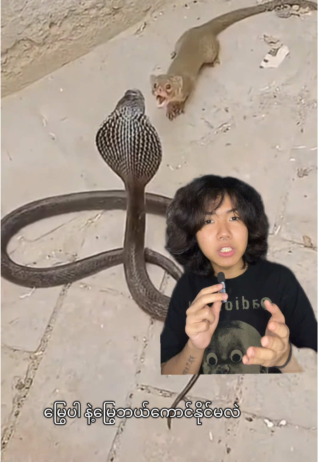 မြွေပါ နဲ့မြွေဘယ်ကောင်နိုင်မလဲ 🤔???  Disclaimer: This video contains the use of fake blood for artistic purposes. No animals were harmed during the making of this video. #myanmar #mongoose #snakesoftiktok #mongoosevideos #wildanimals  #กรีนสกรีนวิดีโอ #creatorsearchinsights 