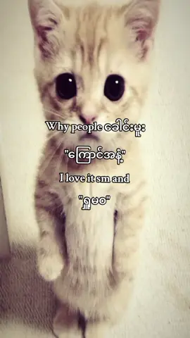 နားလည်သလိုသာဖတ်ကြတော့#viral #viralvideo #whypeoplehate #foryoupage #fyp 