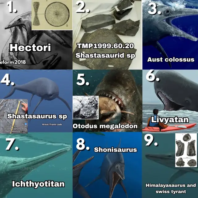 #prehistoric #1v1 #animals #dinosaur #sea @Dominion @King carcha @Black @Cenozoic Beast @Shark girl🦈 @Edsonbarbozalover69 @Paleo Nerd @P L U N G E R M A N 