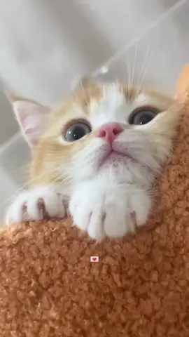 #fyp #cat #foryoupage #هيفاء_وهبي #اليسا 