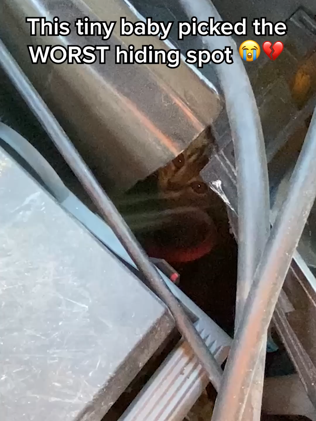 This little one is so lucky she stopped to check 😭 (@arkbykomi ) #catsoftiktok #animalrescue #kindness