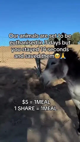 Every kind comment would mean a world to me #donkeys #donkeysoftiktok #usa_tiktok #usadonkey🇺🇸 #unitedstates 