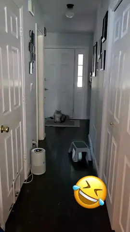 🤣🤣#cat #pet #dog #voiceover #funny 