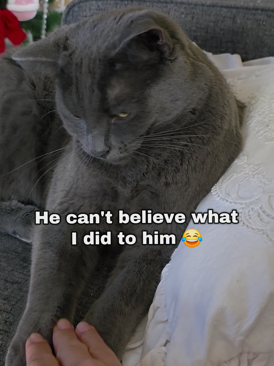 Cats will keep you entertained 😂  😺  #cattiktoks  #catfunnyvideos  #funnycat #mycatisfunnyasf 