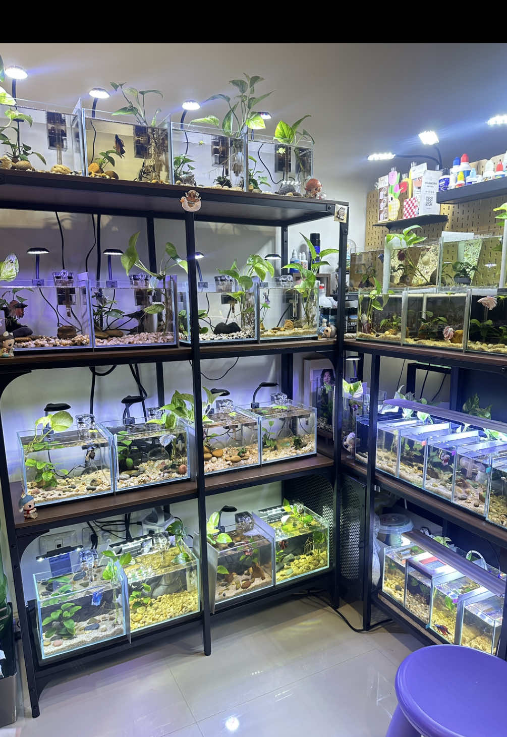 เมื่อเปลี่ยนน้ำ ทุกอาทิตย์ ตัวช่วยเรื่องการลดคลอรีนในน้ำจึงจำเป็น ลองใช้มา ก็อยากแนะนำ beep biotech chlor clear ตัวช่วยเรื่องการลดคลอรีนในน้ำปะปาค่ะ ที่บ้านจะมีแท๊งค์รองน้ำไว้อยู่แล้ว แต่มีความไม่มั่นใจเลยหาตัวลดคลอรีนตัวนี้มาเสริม ค่ะ  น้องๆ ก็ดูสดชื่น คึกคัก เวลาได้น้ำใหม่ จุดเด่น : ลดคลอรีนเร็วมาก ใส่ไป 3 วินาที คลดรีนจะลดทันที คือแทบจะเอาน้ำประปามาใช้เลี้ยงปลาได้เลย แค่ผสมผง Clhor Clear (คลอเคลียร์) ในน้ำ แล้วเอาไปใช้เปลี่ยนน้ำปลาได้เลย วิธีใช้ : 1 กรัมต่อน้ำ 1000 ลิตร ถ้าตู้ปลาเล็กๆ ใช้แค่ 0.1 กรัม (ในขวดมีช้อน 1 กรัม แถมมาให้) #เทรนด์วันนี้ #ป้ายยา #ผู้หญิงเลี้ยงปลา #ตู้ปลามินิมอล #ปลากัด 