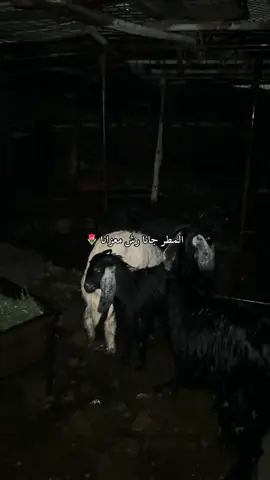 #المطر_جانا #100k 