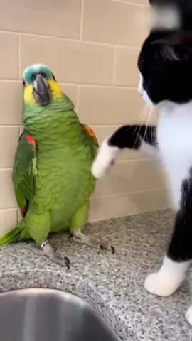 This American Parrot Fears Cat Inspection#fyp 