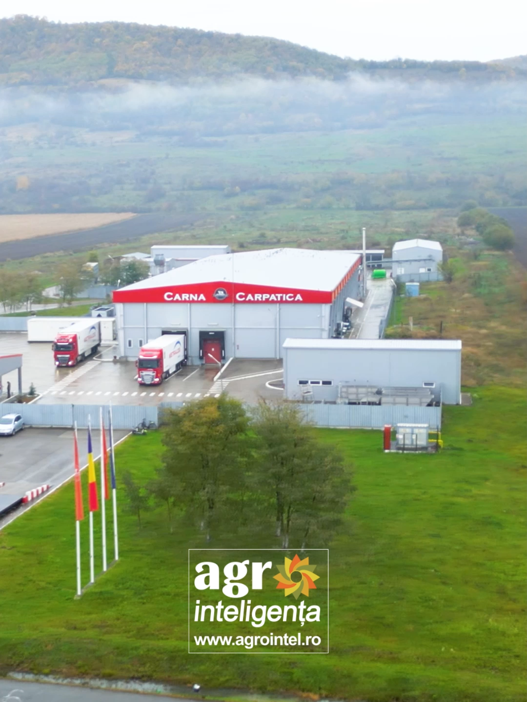 Vacile Aberdeen Angus din România - jumătate din efectivul de la nivelul întregii Europe #agrointeligenta #agrointelRO #agrointel #stiriagricole #carnacarpatica #aberdeenangus #karpatenmeat