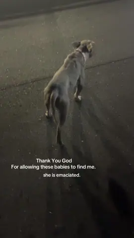 poor girl !! Just so sad !!    #fyp #viral #dogsoftiktok #animals #dogs 