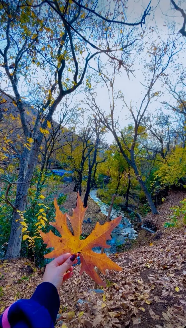 چ گوڵشەن بێ چ گوڵخەن بێ چ سەحرا  کەدەڕوانم ئەمن هەرتۆ دەبینم و بەس ..🍂🖤#foryoupage #evreone #farshad #fip #hawraman 