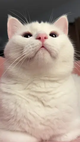 ตาแป๋วของแม่ 🤍 #แมวขาวมณี #กิ๊ซซี่กับกังฟู #cat #สัตว์เลี้ยงtiktok #pet 